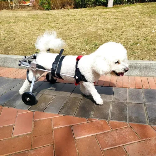 Vista 2 de Silla de ruedas para perros para patas traseras, rueda de ejercicio ligera para perro, ajustable de 2 ruedas para gato/perro, silla de ruedas