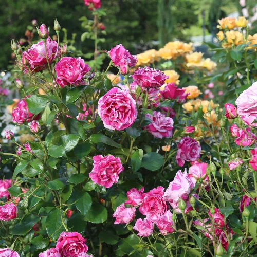 Vista 5 de Rosas Grandiflora, planta de raíz propia viva para jardín al aire libre, Parade Day™, excepcionalmente fragantes, zonas de rusticidad: 5-9