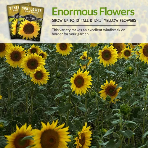 Vista 6 de Paquete de 1 semilla de girasol ruso negro para plantar, paquete con instrucciones para cultivar flores para aceite o alimentación de aves