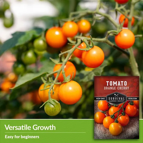 Vista 4 de Semilla de tomate cereza naranja para plantar, 1 paquete con instrucciones para plantar y cultivar tomates cherry naranja afrutados en el huerto