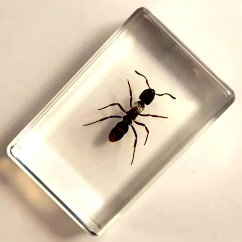 Vista 4 de 44mm Hormiga gigante tropical real en resina de lucita transparente cristalina, espécimen preservado Pseudoneoponera Rufipes, taxidermia