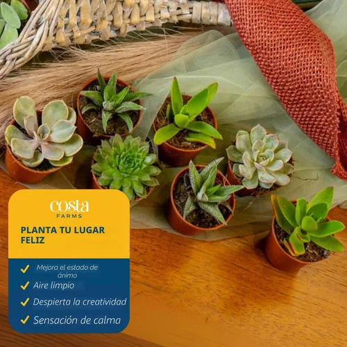 Vista 5 de Costa Farms Mini suculentas, planta de interior viva, fácil cuidado Macetas suculentas