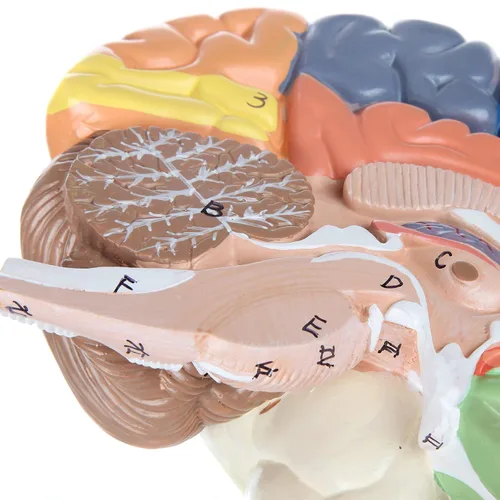 Vista 6 de Axis Scientific cerebro humano con regiones rotuladas, tamaño real. Incluye manual colorido del producto (idioma español no garantizado), base