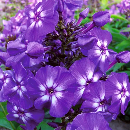 Vista 4 de Más de 10000 semillas de flores de verbena mixtas para plantar, semillas de verbena orgánicas, semillas de musgo de verbena que atraen la floración
