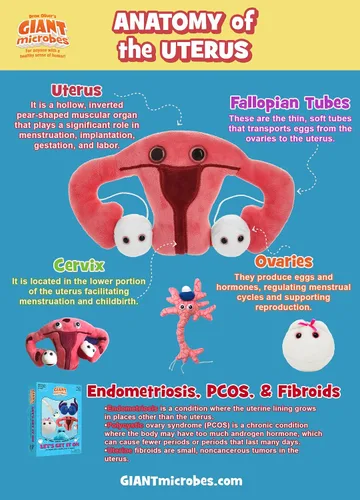 Vista 6 de GIANT MICROBES Juguete de peluche de útero, regalos de histerectomía, conciencia de endometriosis, regalos feministas, regalo de fertilidad, regalo