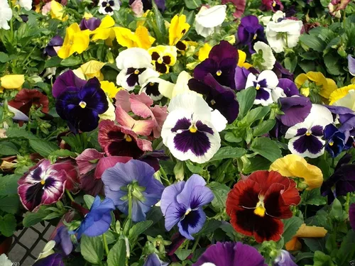 Vista 5 de Viola Tricolor Seed Mix Viola Tricolor Wild Pansy Sweet Violets Johnny-Jump-Up Garden Pansy Jacea Tricolor 40+ Semillas para plantar flores