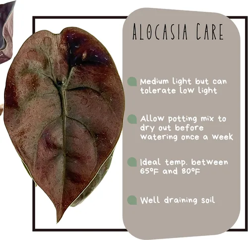 Vista 2 de Alocasia - Plantas vivas en maceta de 2 pulgadas, seguro para mascotas, fácil de cultivar, purificadoras de aire, plantas de interior, flores