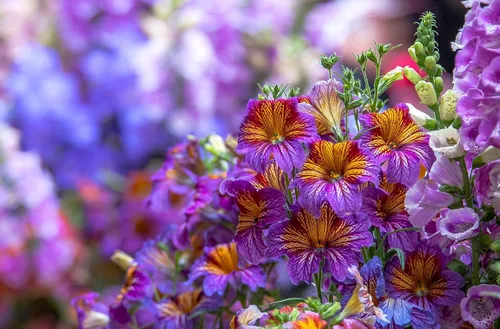 Vista 6 de Semillas Salpiglossis Seed Mix 800+ Semillas para Plantar Lengua Pintada Terciopelo Trompeta Flor Anual Flor