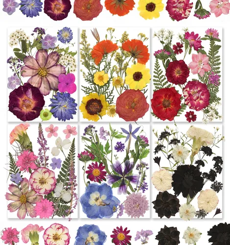 Vista 10 de 84Pcs Real Natural Dried Pressed Flowers & Green Leaves for DIY Crafts, Resin, Scrapbooking, Frame Decor + 4 Packs + Tweezers