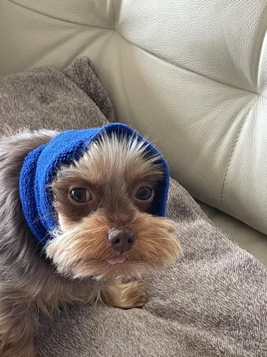 Vista 4 de Capucha para mascotas para perros, ansiedad, aseo, orejeras, protección para oídos de perro, capucha relajante, compresión de oídos, sudadera