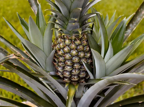 Vista 2 de Planta de piña - Planta viva en una maceta de cultivo de 4 pulgadas - Ananas Comosus - Árboles frutales de inicio listos para el patio y el jardín