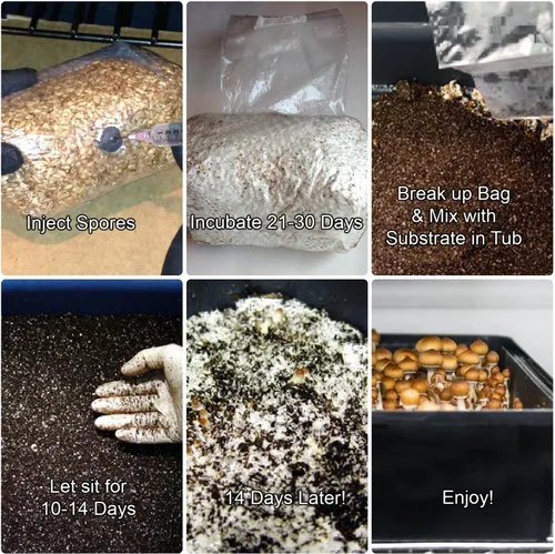 Vista 4 de Kit de Cultivo de Monotubo de Hongos Myco Labs Kit Completo de Cultivo de Hongos para Hongos Amantes del Estiércol Incluye Bolsa de Semillero
