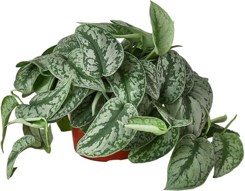 Vista 7 de Planta viva Pothos Silver Splash para interior Plantas