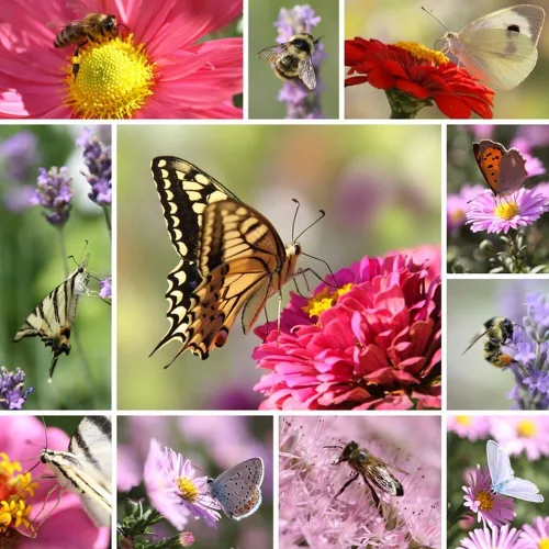 Vista 2 de Butterfly Garden - Semillas de flores 1,000 semillas, reliquia, polinizadas abiertamente, sin OMG