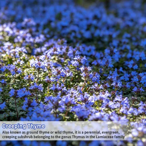 Vista 7 de Más de 22000 semillas de tomillo rastrero azul para plantar cubierta de suelo Magic Thymus Serpyllum Seed Heirloom Rocks Lawn Flower