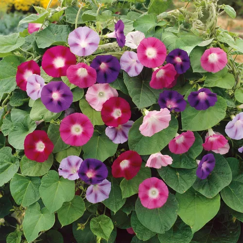 Vista 7 de Eden Brothers Morning Glory Seeds - Picotee azul, semillas sin OMG para plantar, 1 onza Semillas de flores de bajo mantenimiento, plantas durante