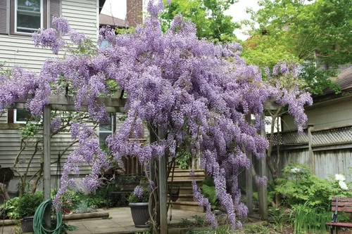 Vista 2 de 1 planta viva glicina china azul 1 a 2 pies enredaderas enraizadas flores moradas