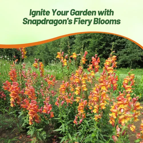 Vista 6 de Outsidepride 5000 semillas anuales de flores de dragón naranja para plantar