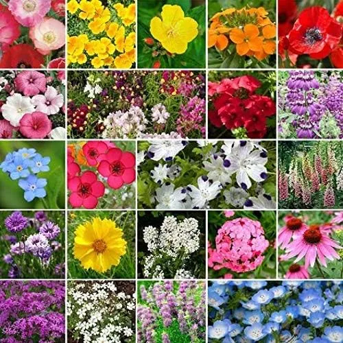 Vista 7 de Mezcla de semillas de flores silvestres de sombra parcial a granel sin OMG (1 lb) 520,000 semillas