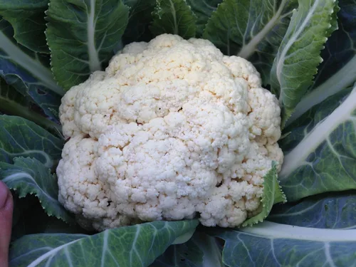 Vista 3 de Plant Good Seed Snowball - Semillas de coliflor – Paquete de 150, semillas de reliquia para plantar verduras, suministros de jardinería, huerto