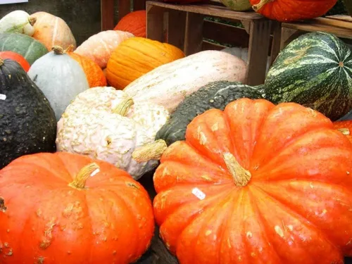 Vista 4 de Mezcla de calabaza comestible colorida, 7 variedades dulces, más de 20 semillas, planta anual sin OMG