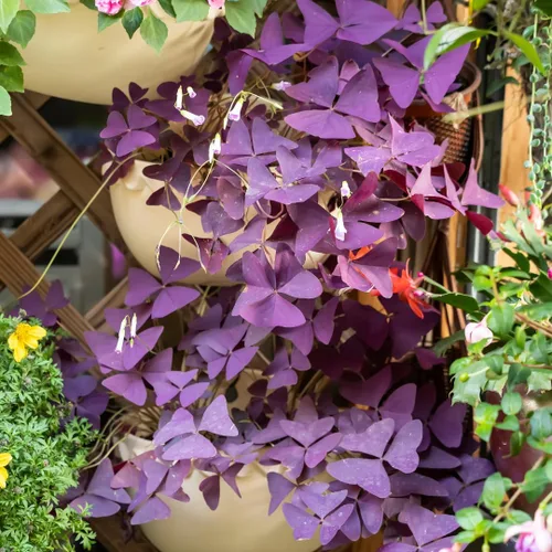 Vista 3 de Planta Oxalis de color púrpura intenso, arbusto de trébol morado, planta ornamental de floración de primavera, 4-8 pulgadas de alto para crecer
