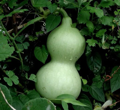 Vista 5 de Semillas Vegetal Calabash Botella Calabash Verde Calabaza (Lagenaria) - 10 Semillas