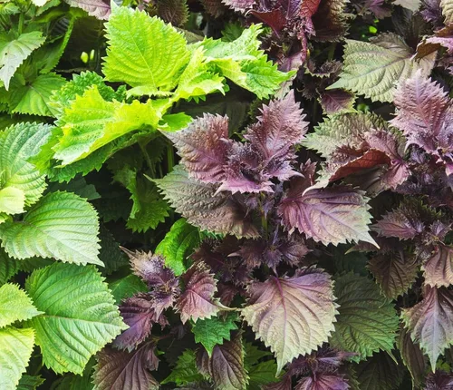 Vista 6 de 200 semillas Shiso para plantar perilla roja, semillas de hierbas tradicionales sin OMG para plantar un jardín culinario interior/exterior