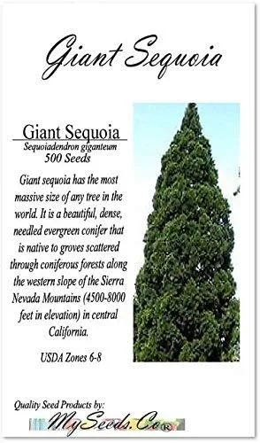 Vista 2 de Semillas para árbol de pino sin transgénicos de MySeeds.Co