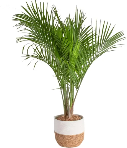 Vista 20 de Costa Farms Planta viva de palma de bambú en maceta decorativa, planta de interior grande purificadora de aire, perfecta para decoración del hogar