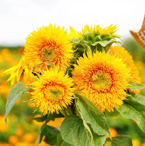 Vista 4 de Semillas de girasol de oso de peluche enano, resistentes a los ciervos, atraen mariposas y abejas