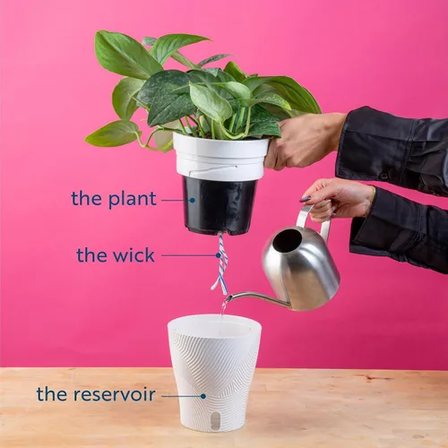 Vista 8 de Costa Farms – Planta de Pothos Albo Variegado viva en maceta auto-regante, purificadora de aire para interior, perfecta para decoración del hogar