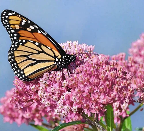 Vista 2 de Semillas de algodoncillo de pantano rosa para ayudar a salvar a las mariposas monarca - Incarnata Milkweed