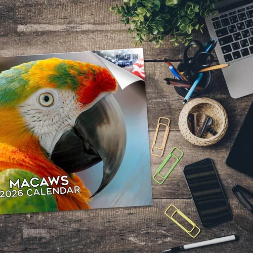Vista 98 de Calendario de grises africanos 2025 2026 – Planificador mensual de pared de aves africanas – 12 x 18 pulgadas (abierto), calendario de pared