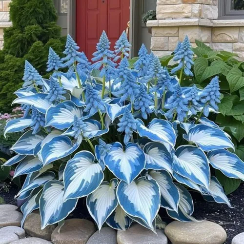 Vista 2 de 200+ semillas Hosta en forma de corazón Hosta raíces desnudas - Foliaje rico, bajo mantenimiento, hojas en forma de corazón