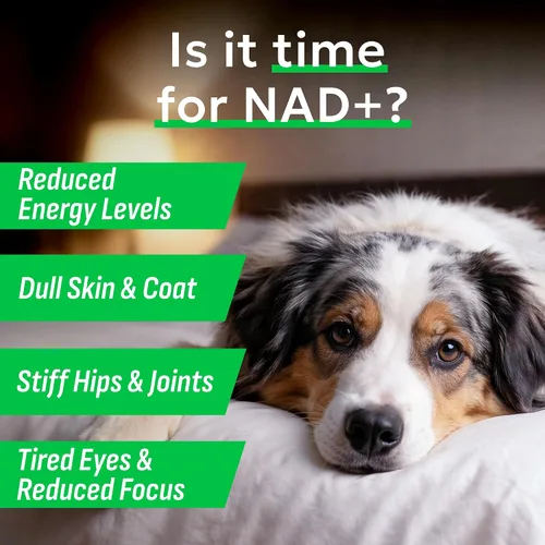 Vista 4 de BARK&SPARK NAD+ para perros - Fórmula avanzada de longevidad para un envejecimiento saludable Resveratrol, Quercetin & Nicotinamide - NMN
