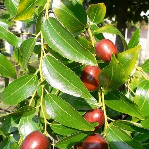 Vista 2 de CHUXAY GARDEN Ziziphus Mauritiana-Azufaifa india, ciruela india, fecha, volcadas de manzana 10 semillas de árboles frutales tropicales Jardinería