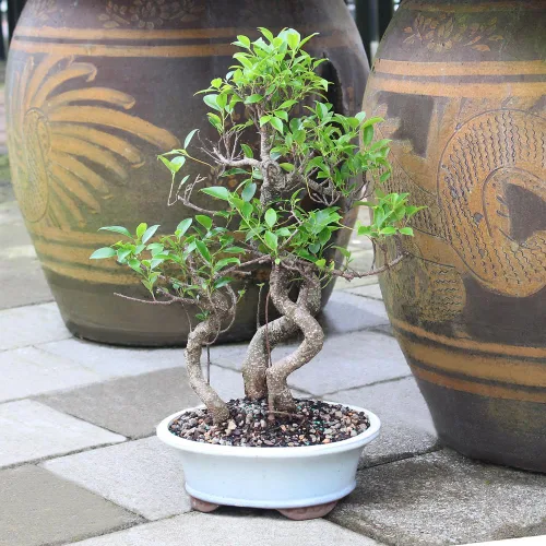 Vista 5 de Brussel's Bonsai - Árbol bonsái para interiores, M Live Ficus - Árbol bonsái de interior, maceta de cerámica, 7 años, fácil cuidado, listo