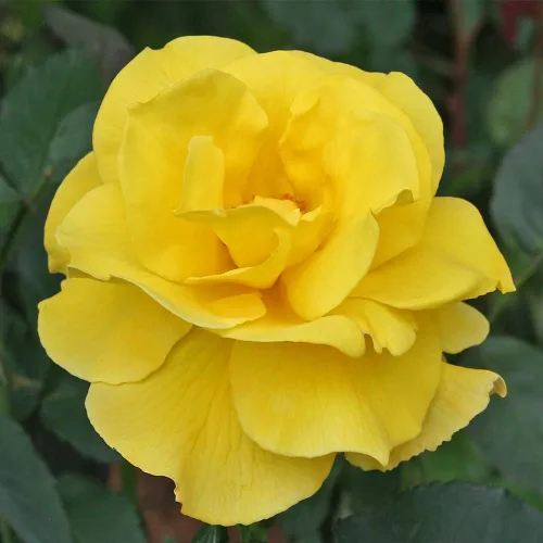 Vista 3 de Heirloom Roses Rose Bush - Planta amarilla viva Midas Touch™ para plantar en exteriores