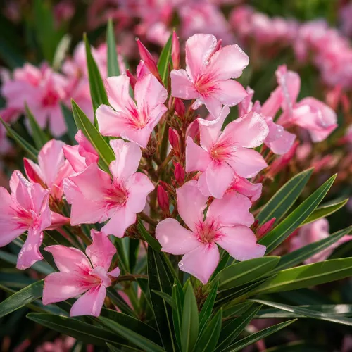 Vista 3 de Oleander Petite Pink Nerium 3 plantas vivas Arbusto tolerante a la sequía, arbusto de hoja perenne de rápido crecimiento, arbusto de exterior