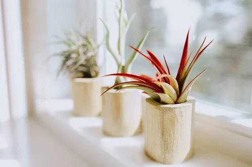 Vista 5 de Air Plant Shop Paquete de 3 erizos de mar morados con plantas de aire surtidas, suculentas, Tillandsia viva, plantas de interior y exterior de fácil