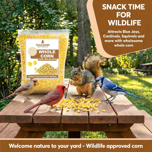 Vista 3 de Maíz entero de 10 libras - Semillas de aves y alimento para vida silvestre premium para patos, ciervos, ardillas, pollos y pavos - Maíz entero