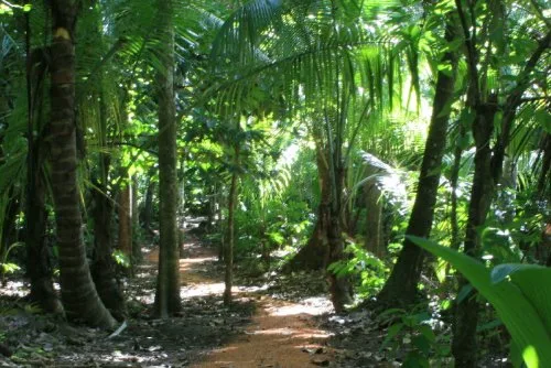 Vista 4 de Scenic Trex Beachside Jungle DVD - Virtual Walking, Cycling, Treadmill Workout