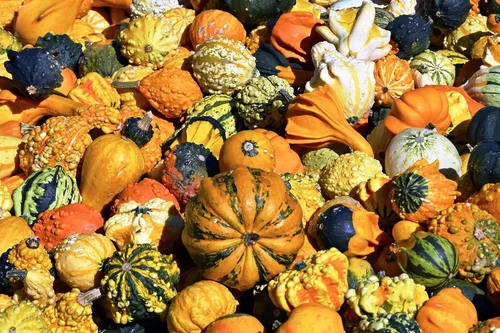 Vista 3 de Semillas Vegetales Calabaza Ornamental Mix - 10 Semillas
