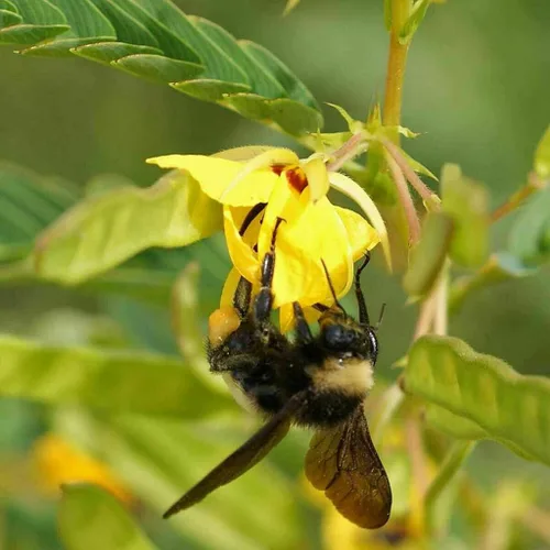Vista 5 de 500 semillas sensibles de flor de guisante perdiz Chamaecrista - Atrae abejas y mariposas