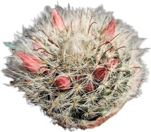 Vista 7 de Plantas de cactus vivas de USKC (maceta Opuntia Santa Rita de 4 pulgadas)