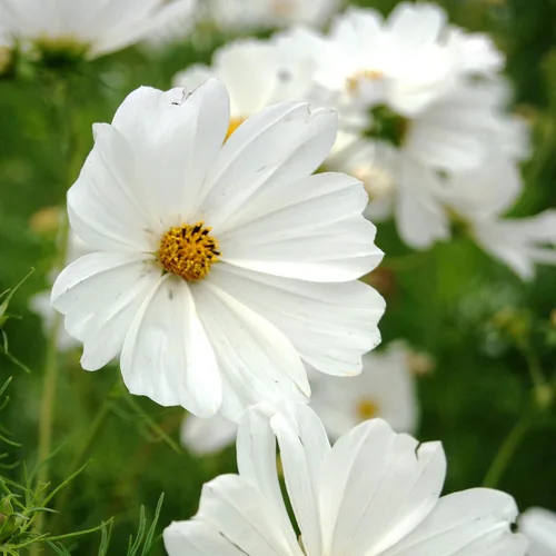 Vista 7 de Outsidepride Purity Cosmos Bipinnatus Seeds - 1000 semillas anuales, fáciles de cultivar y tolerantes a la sequía para plantar con follaje similar a