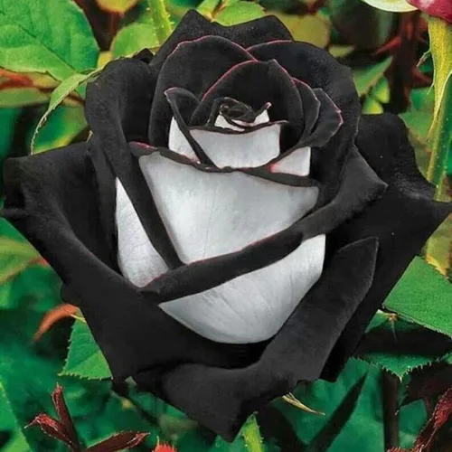 Vista 2 de Más de 300 semillas de rosas raras para plantar, semillas de flores de rosa arcoíris multicolor raras
