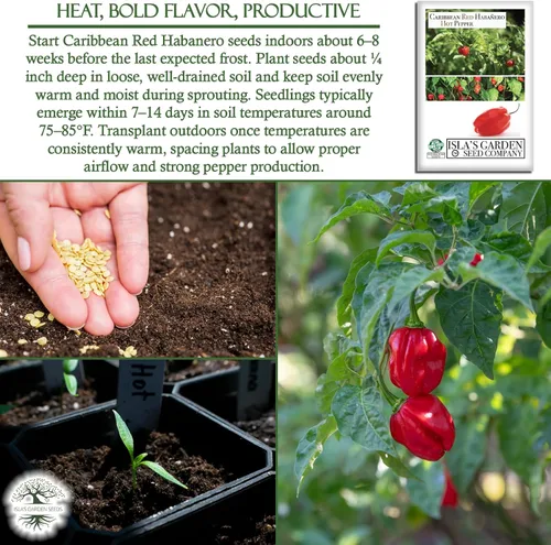 Vista 5 de Semillas de pimiento picante Habañero rojo caribeño, 25 semillas tradicionales por paquete, semillas sin OMG, nombre botánico: Capsicum chinense