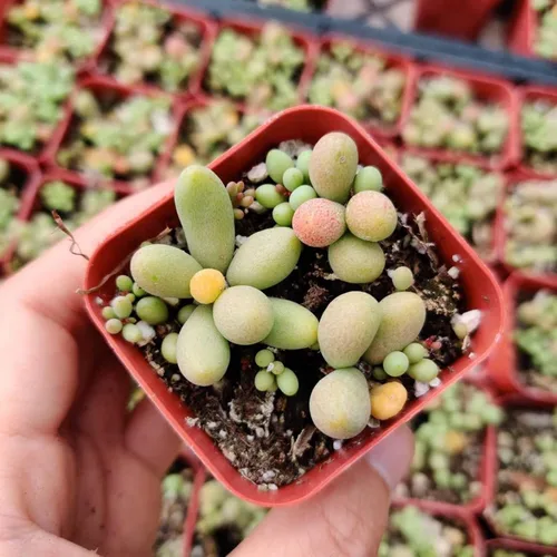 Vista 16 de Plantas suculentas vivas de USKC (Crassula de 2.5 pulgadas 'Spring time')